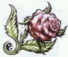 Rose Tattoo